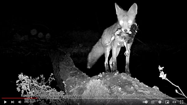 vos in Flevopark uit filmpje Koen Wonders